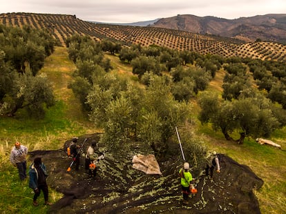 Trabajadores recogiendo aceituna este miércoles en un olivar ecológico en Mogón (Jaén).