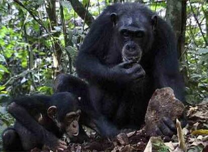 Un chimpancé, junto a su cría, sostiene un martillo para cascar nueces. Abajo, martillo similar prehistórico.