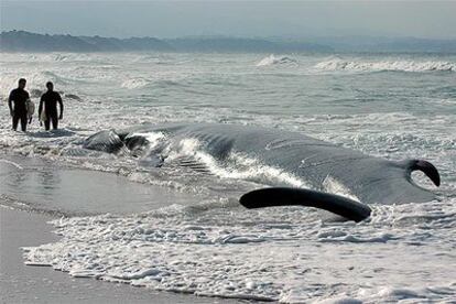 Dos surfistas observan al enorme cetáceo, de 17 metros de longitud, que quedó varado en esta playa francesa.