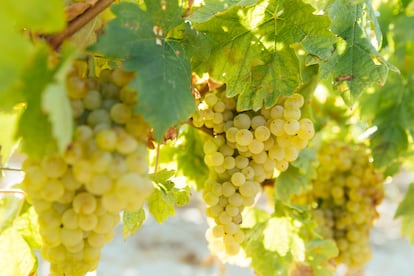 Racimo de uvas de tempranillo blanco. Imagen proporcionada por la Denominación de Origen de Rioja.