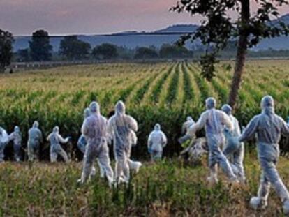 Acción ecologista contra cultivos presuntamente transgénicos en Torroella de Montgrí (Girona).