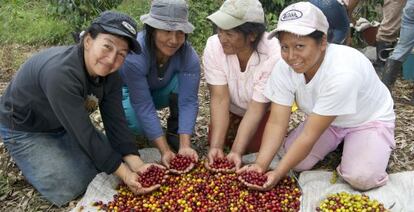 Cuatro mujeres de la asociación AMUCC muestran la distinta maduración del grano del café en la región colombiana del Cauca.