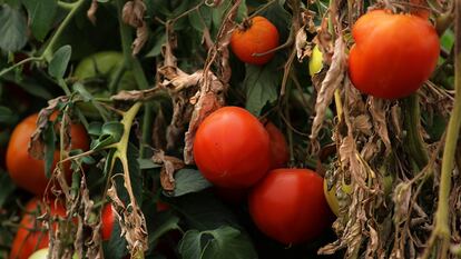 Las tomateras aumentaron la cantidad de sonidos emitidos a medida que pasaban los días sin agua.