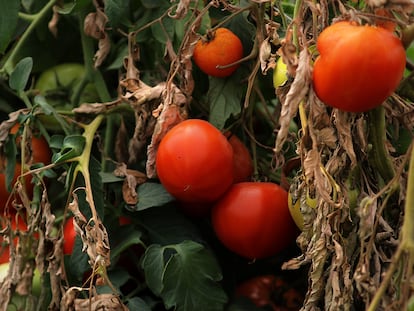 Las tomateras aumentaron la cantidad de sonidos emitidos a medida que pasaban los días sin agua.