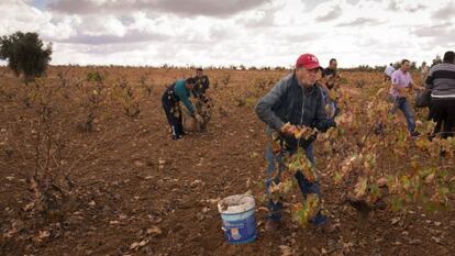 Un grupo de rebuscadores, en Tierra de Barros, el pasado octubre.