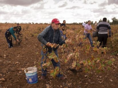 Un grupo de rebuscadores, en Tierra de Barros, el pasado octubre.