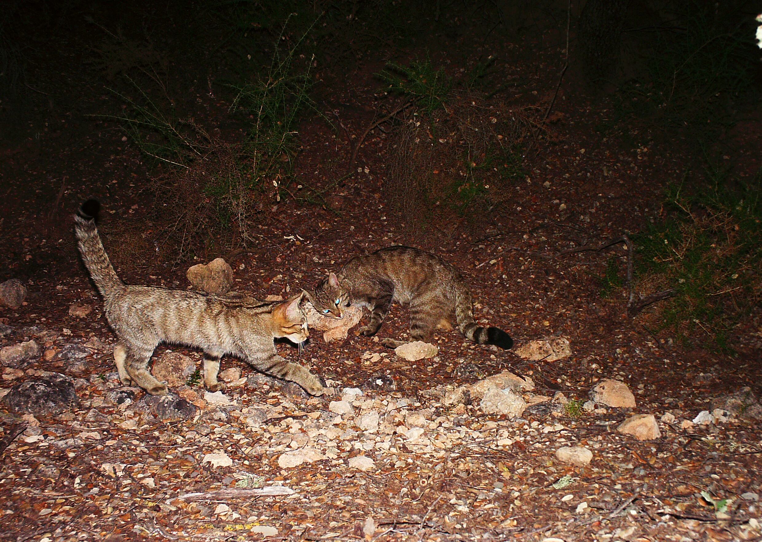 Hembra de gato montés con un cachorro, en Sierra Arana (Granada).