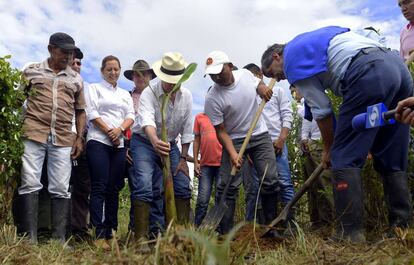 Juan Manuel Santos ayuda a plantar una mata de plátano, ayer en Uribe