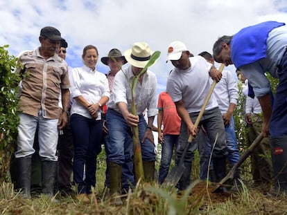Juan Manuel Santos ayuda a plantar una mata de plátano, ayer en Uribe