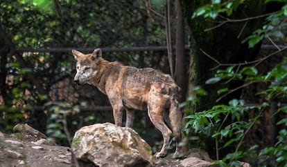 Un ejemplar de lobo mexicano en el zoológico de Chapultepec.