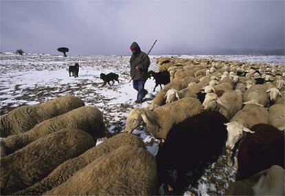 Quedan 90.000 pastores de ovejas y cabras en España. La mayoría, de edad avanzada. No está garantizado el relevo generacional.