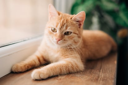 An orange cat resting.