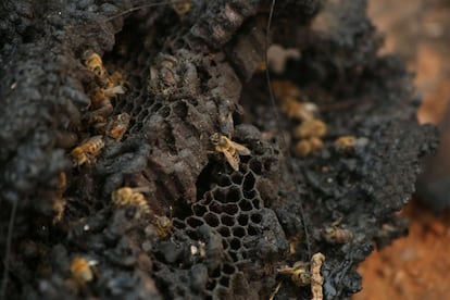 En la imagen, las abejas deambulan por un panel quemado.