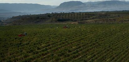 Vi&ntilde;edo en La Rioja