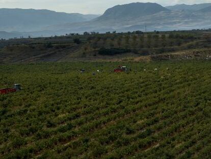 Vi&ntilde;edo en La Rioja