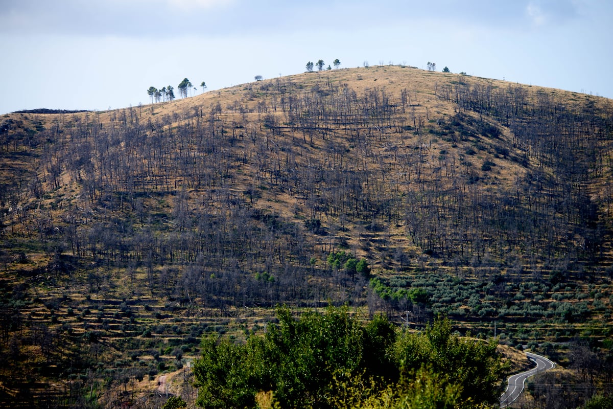 Bejís Fire Emitted 626,000 Tonnes of CO2