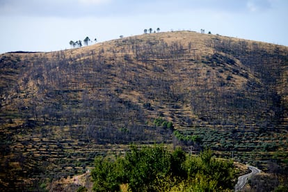 Estado del monte en Bejís, en Castellón, tres años después del incendio.
