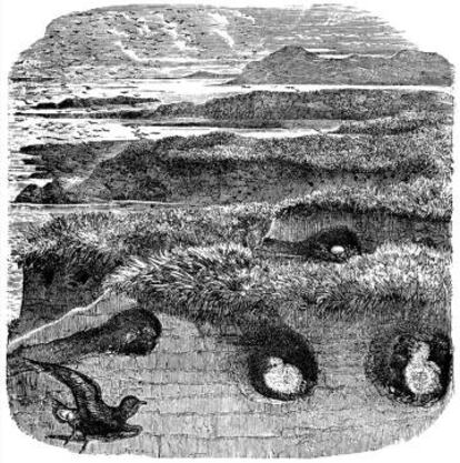 Nidos de petrel.