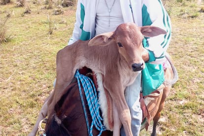 Un ternero recién nacido en la Reserva de Barba Azul.