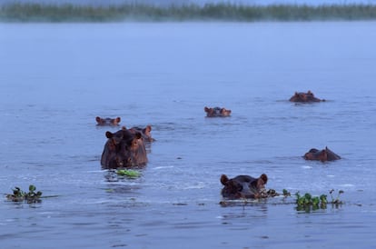 Los curiosos hipopótamos del lago Malaui.