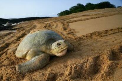 Una tortuga marina en Guinea Bissau.