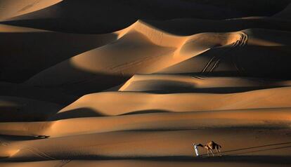 Un hombre camina con un camello por el desierto de Liwa en Abu Dabi.