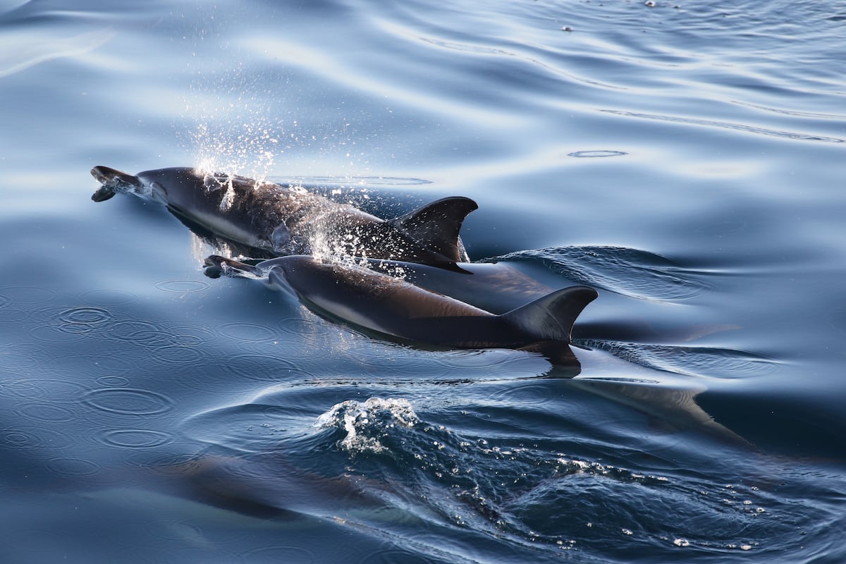 Un solo mes de veto de la pesca en el G. de Vizcaya salva de morir a 4.650 delfines
