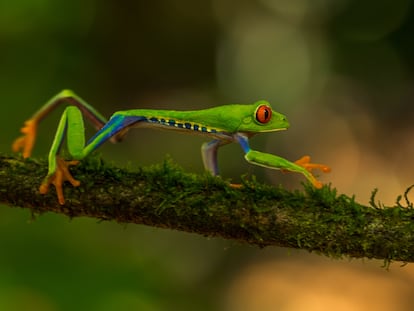 Fauna de Costa Rica.