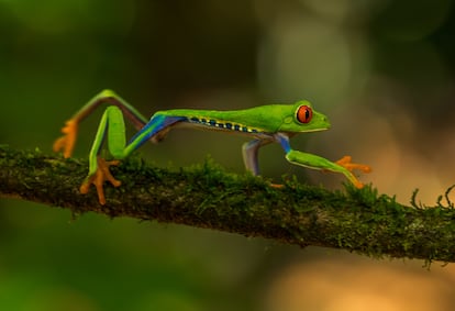Fauna de Costa Rica.