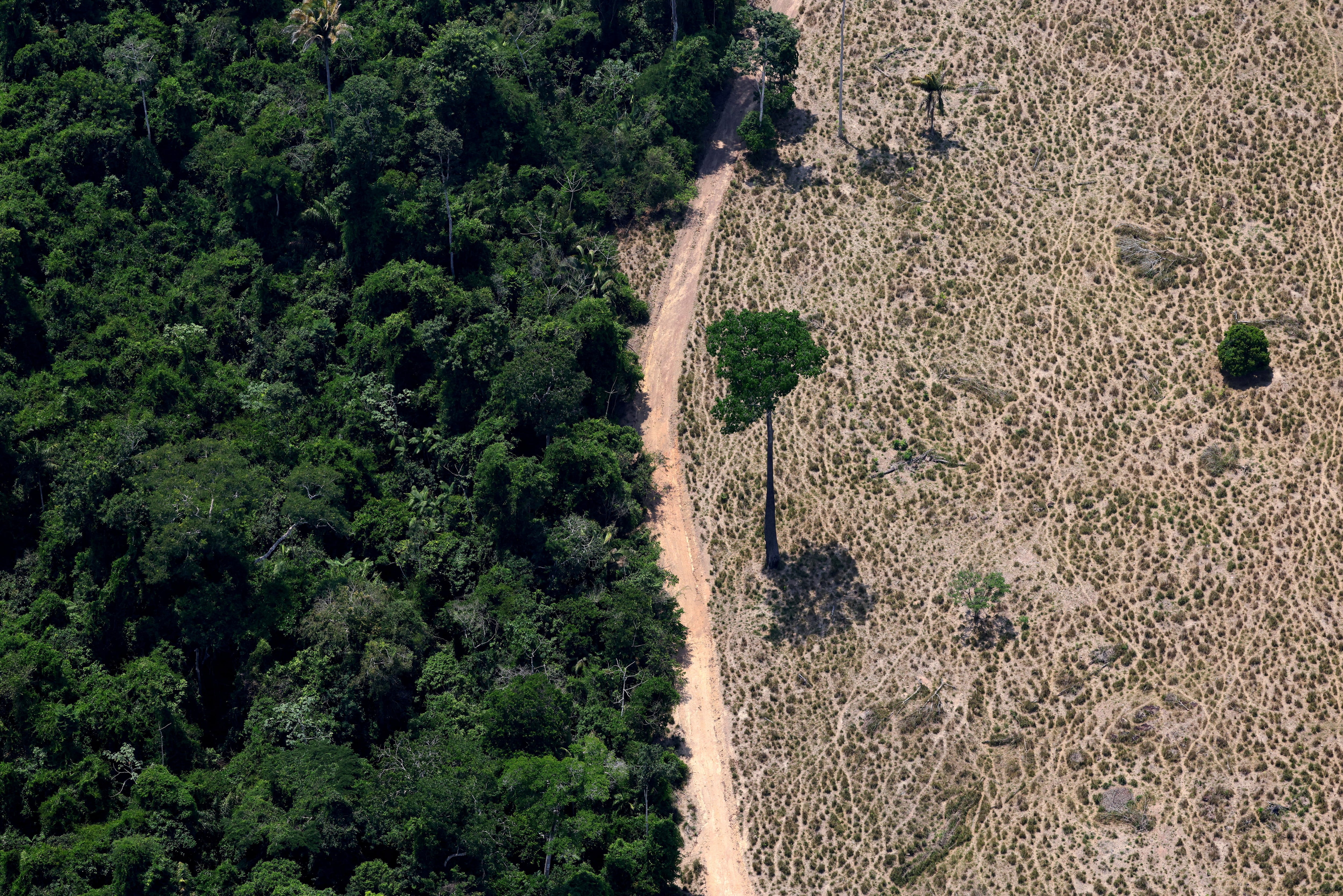 Brasil recluta a los bancos en su lucha para eliminar la deforestación en la Amazonia