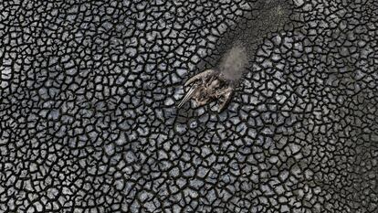 Los restos de un pelícano que se arrastró hasta morir en el lodo del medio de la laguna Farallón en el municipio de Actopan, Veracruz el día 21 de abril de 2021. México enfrentó una sequía histórica en la que, según datos oficiales, más del 88% del territorio nacional se encuentra en sequía fuerte y el 8 % en sequía extrema.