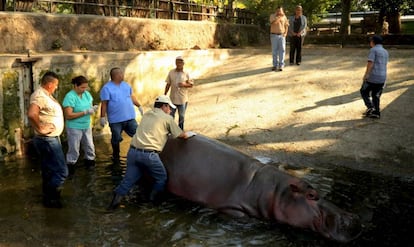 Personal del zoológico nacional, atendiendo al hipopótamo Gustavito en San Salvador.