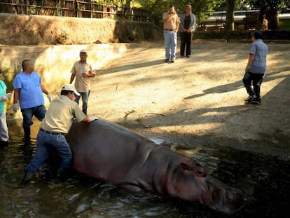 Funcionários do zoológico atendendo o hipopótamo Gustavito.