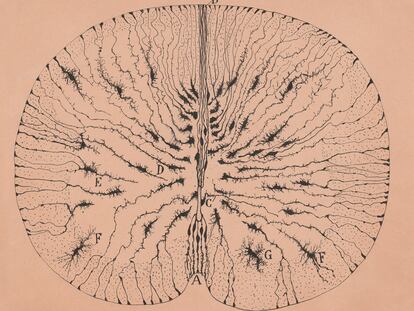 Células gliales de la médula espinal de un ratón, Santiago Ramón y Cajal, Madrid, 1899.