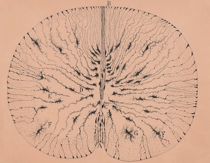 Células gliales de la médula espinal de un ratón, Santiago Ramón y Cajal, Madrid, 1899.
