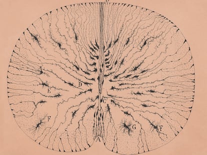Células gliales de la médula espinal de un ratón, Santiago Ramón y Cajal, Madrid, 1899.