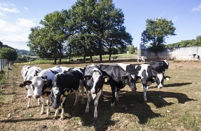 Finca Mouriscade en el ayuntamiento de Lalín, una granja de vacas que la Diputación de Pontevedra quiere traspasar.