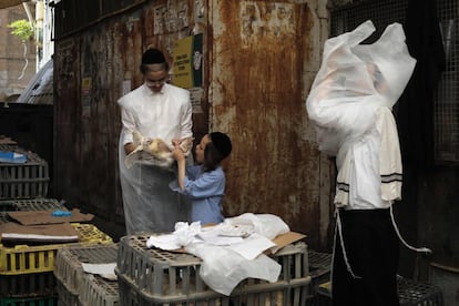 Ultraortodoxos judíos seleccionan a un pollo para llevar a cabo el ritual de Kaparot, en Jersusalén (Israel). 