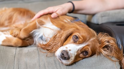 Artículo de EL PAÍS Escaparate donde se describen los síntomas y causas de la leishmaniasis en perros.