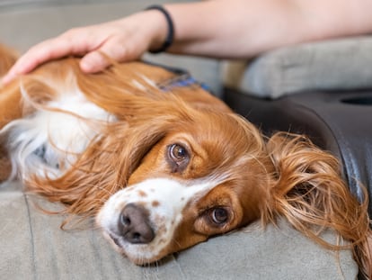 Leishmaniasis en perros: síntomas y productos básicos para prevenirlo a tiempo.