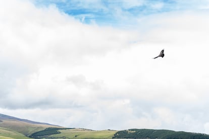 El cóndor andino es el ave voladora más grande del mundo con una envergadura alar que alcanza los tres metros.