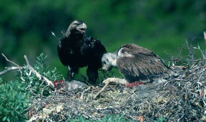 Águila imperial en el Parque Nacional de Cabañeros.