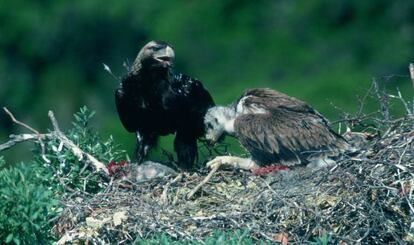 &Aacute;guila imperial en el Parque Nacional de Caba&ntilde;eros.