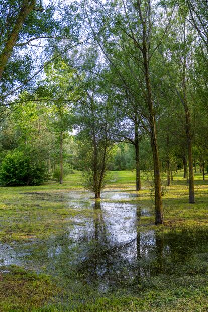 Zona del bosque de Aranzadi encharcada por las lluvias.