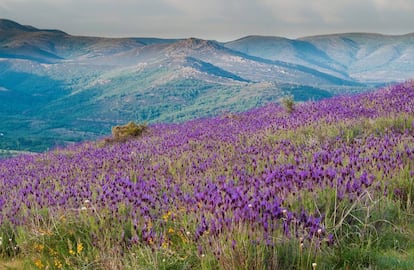Flores silvestre de lavanda en los montes de la Sierra Norte de Madrid.