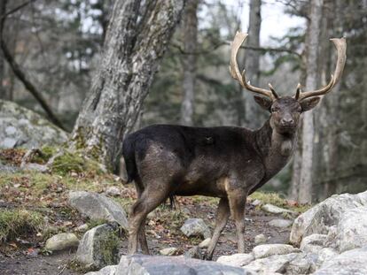 Un ciervo en Parc Omega (Quebec).