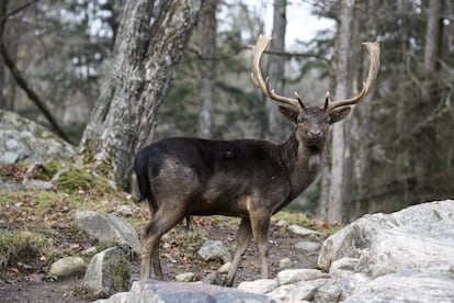 Un ciervo en Parc Omega (Quebec).