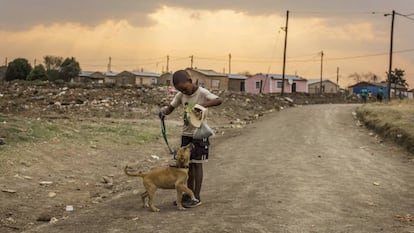 Los perros pueden ser claves para luchar contra los virus en África.