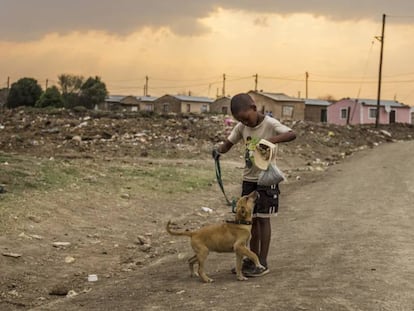Los perros pueden ser claves para luchar contra los virus en África.
