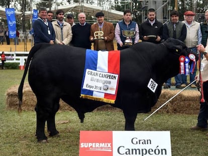 ‘El Chema’, animal da raça brangus que venceu a Feira internacional de Gado do Paraguai.